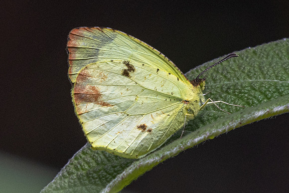 Abaeis xantochlora-5723 - Salento - 16/06/24
