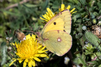 Colias crocea-7572