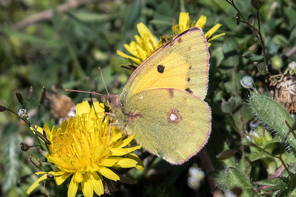 Colias crocea-7572