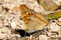 Apatura ilia clytie-9342 - Gorges de Caramy - 7/06/25