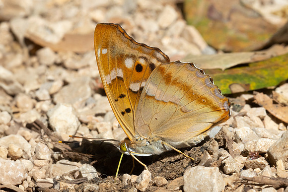 Apatura ilia clytie-9342 - Gorges de Caramy - 7/06/25