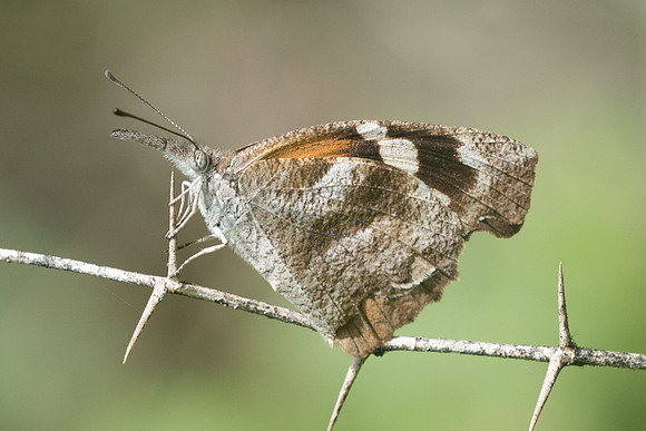 Libytheana carinenta-2370