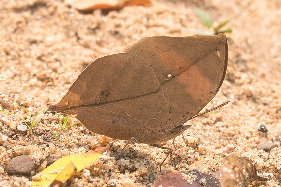 Kallima incognita-3700 - Chiang dao - 12/03/23