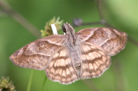 Timochares trifasciata-4189