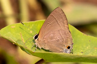 Rapala scintilla-0986- Chiang Dao - 17/03/25