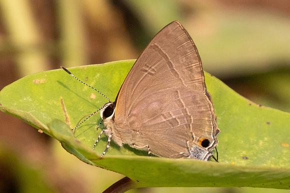 Rapala scintilla-0986- Chiang Dao - 17/03/25