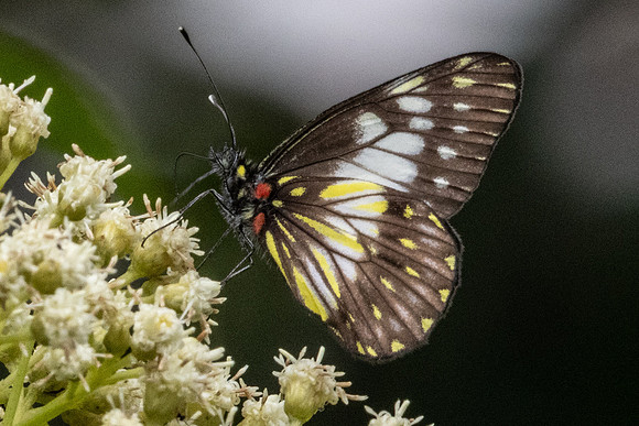 Catasticta prioneris-6063 - Salento - 16/06/24