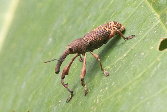 Insecte Malaisie-8693