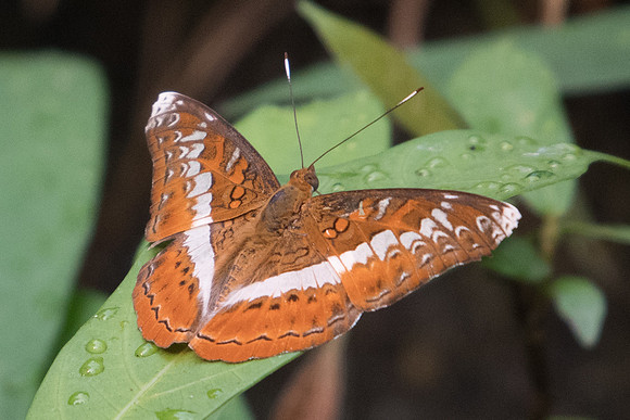 Lebadea martha martha-6177 - Doi-Suthep 8/03/23