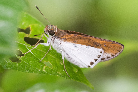 Iton semamora-6937 - Khao Phanom Bencha National Park - 27/11/23