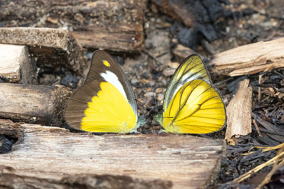 Cepora nadina et Appias lyncida-9023