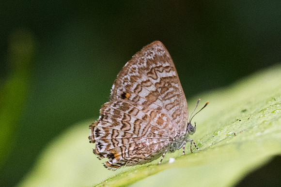 Poritia hewitsoni-5385  - Phanom Bencha Mountain - 24/11/23