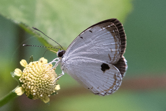 Pithecops corvus correctus-3749 - Doi Suthep - 8/03/23