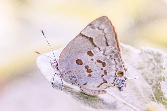 Tmolus echion-5166