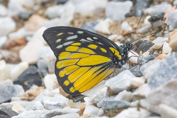 Prioneris thestylis-8875