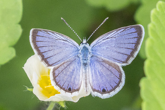 Hemiargus hanno-9522