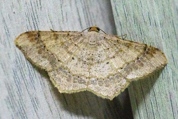 Macaria sp-8833
