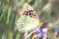 Argynnis pandora-8383