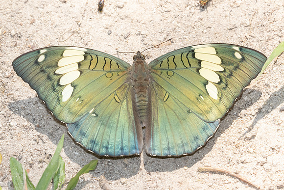 Euthalia patala-3795 - Doi Inthanon - 23/03/25