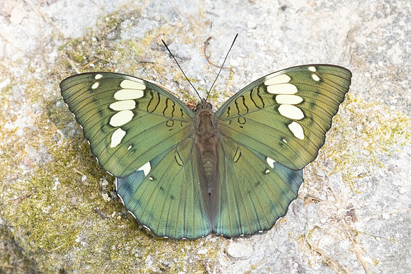 Euthalia patala-3928-2- Doi Inthanon - 23/03/25