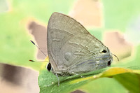 Rapala varuna -6331 - Doi-Suthep - 27/03/24