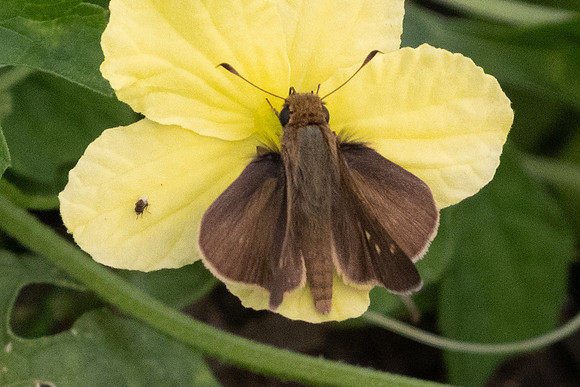 Vehilius sp id--8906