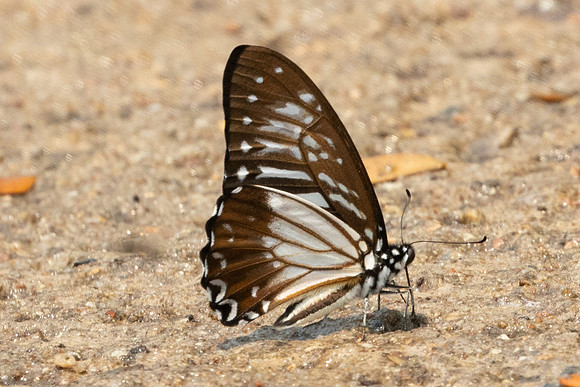 Graphium macareus-1253 - Chiang Dao - 17/03/25