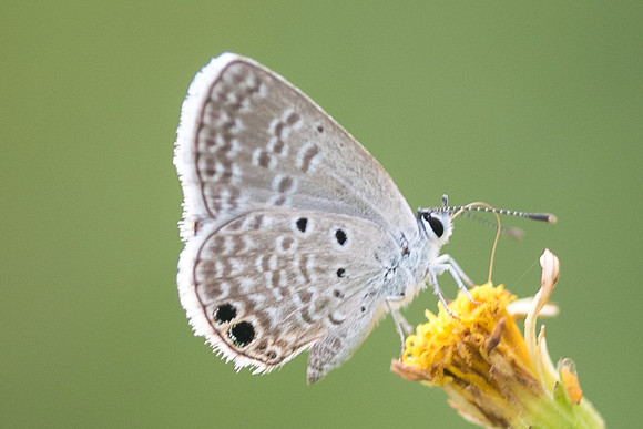 Hemiargus ceraunus-3649