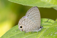 Nacaduba berenice-4350