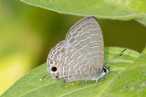 Nacaduba berenice-4350