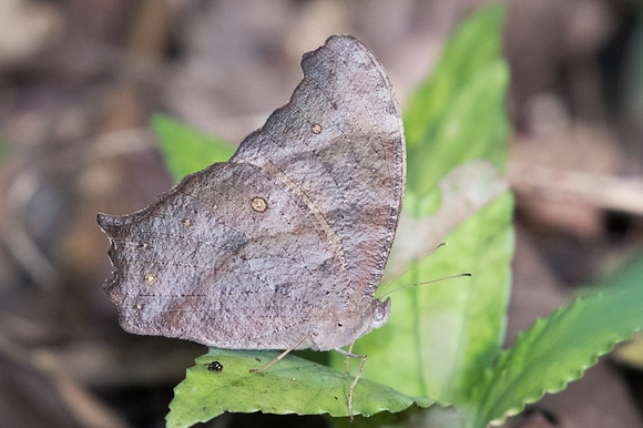 Melanitis phedima ganapati-1798 - Chiang Dao - 15/11/23
