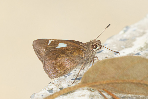 Notocrypta feisthamelii-2912- Doi Suthep - 21/03/25