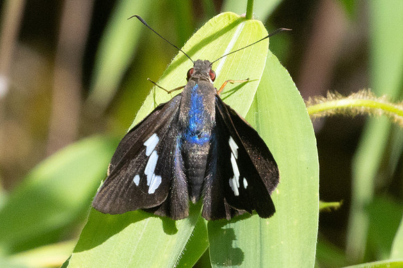 Astraptes enotrus-6388