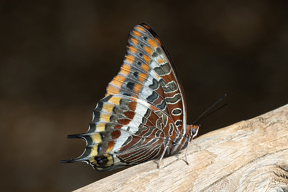 Charaxes jasius-8797 - Le Beausset - 5/06/25