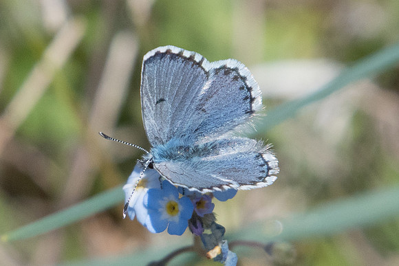 Pseudophilotes vicrama-8425