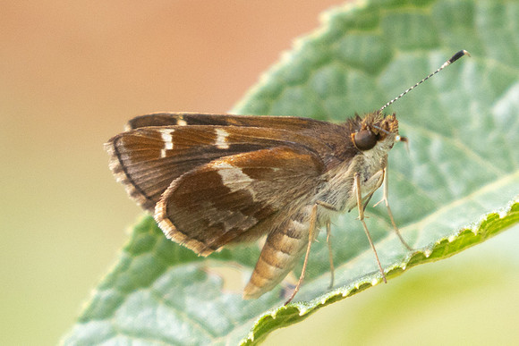 Monca crispinus-3163