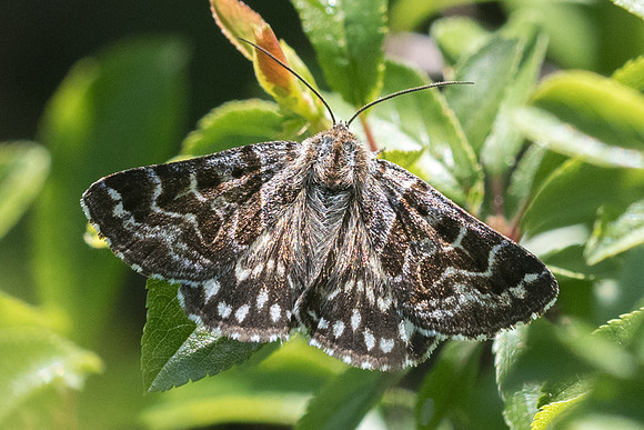 Euclidia mi - Fontainebleau