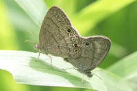 Hermeuptychia sosybius-6276
