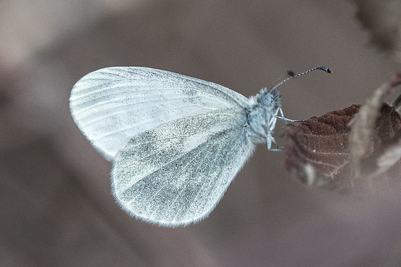 Leptidea duponcheli -2735 Alexandroupoli - 10/04/22