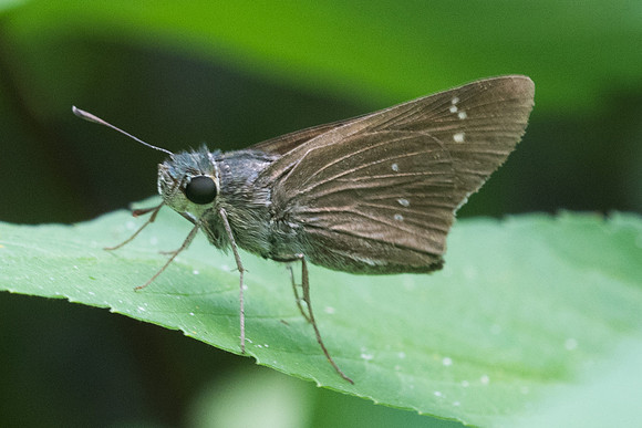 Borbo cinnara id--2619 - Chiang Rai - 18/11/23