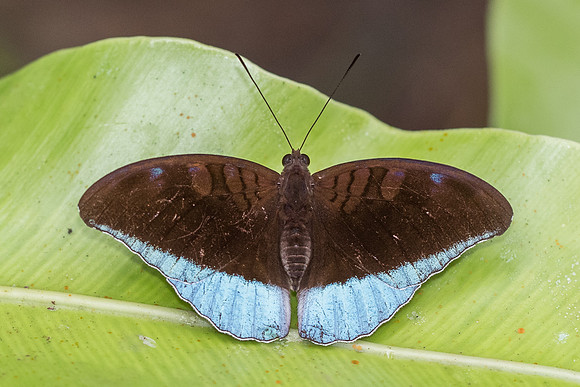 Cynitia flora andersonii -7380 - Khao Phanom Bencha National Park - 28/11/23