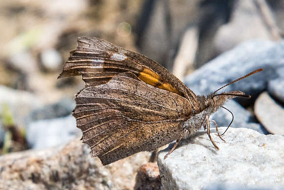 Libythea celtis-8768