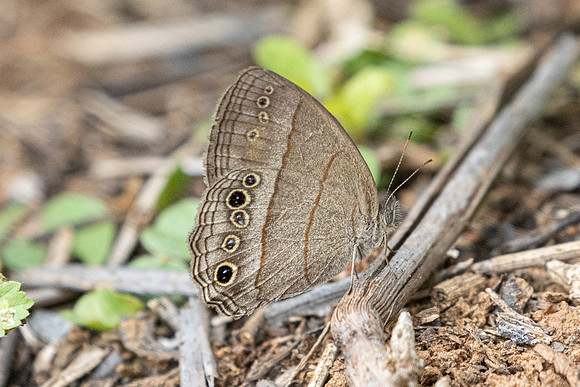 Vareuptychia themis-2064 - Barichara - 8/06/24