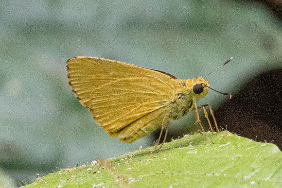 Cupitha purreea-1668 - Chiang Dao - 17/03/24