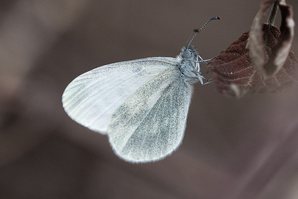Leptidea duponcheli -2746 Alexandroupoli - 10/04/22
