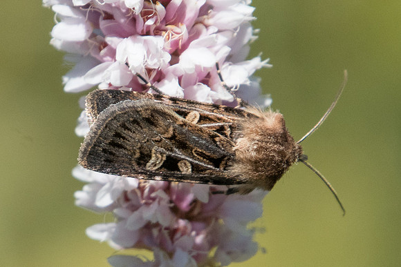 Chersotis oreina-6979 - Termignon - 15/07/22