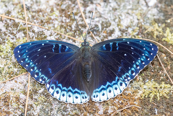 Stibochiona nicea-5950 - Doi Suthep 1577m - 27/03/25
