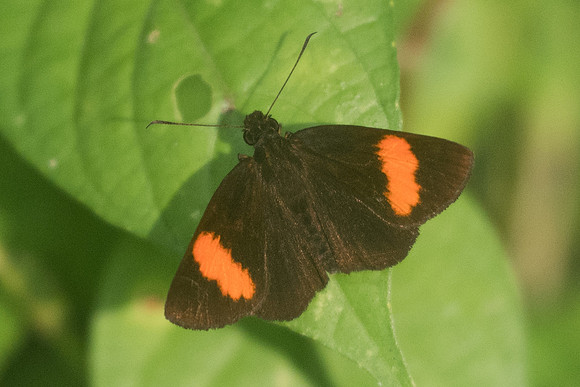 Koruthaialos rubecula-9828  - Chiang Dao - 16/11/23