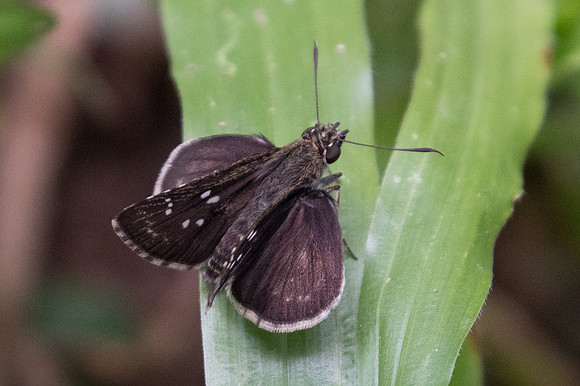Sovia albipectus-2574 -  Chiang Dao - 15/11/23