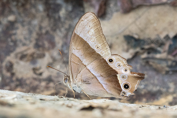 Lethe vindhya vindhya-2591 - Chiang Dao - 18/03/24